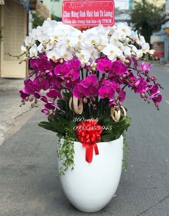 Chậu lan hồ điệp tặng sếp