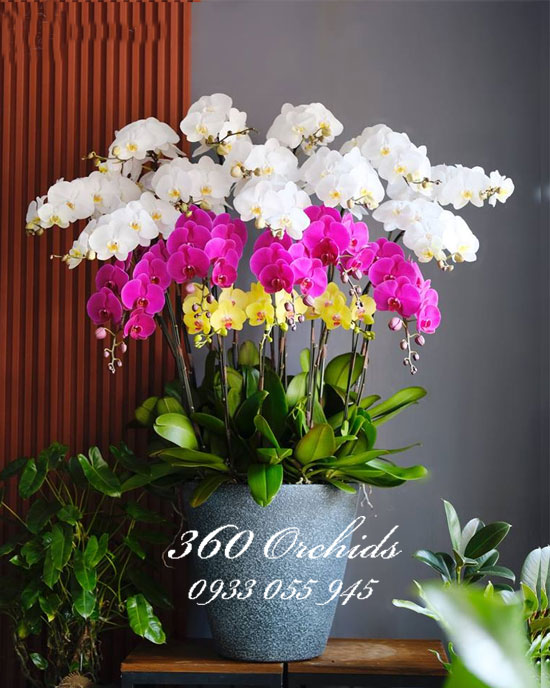 Chậu lan hồ điệp kết hợp mừng sếp nữ 20/10