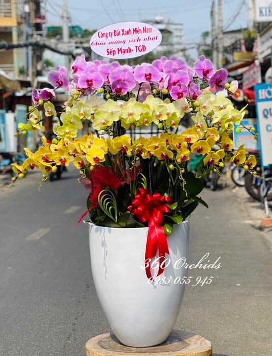 Chậu lan hồ điệp kết hợp - Sang trọng đẳng cấp