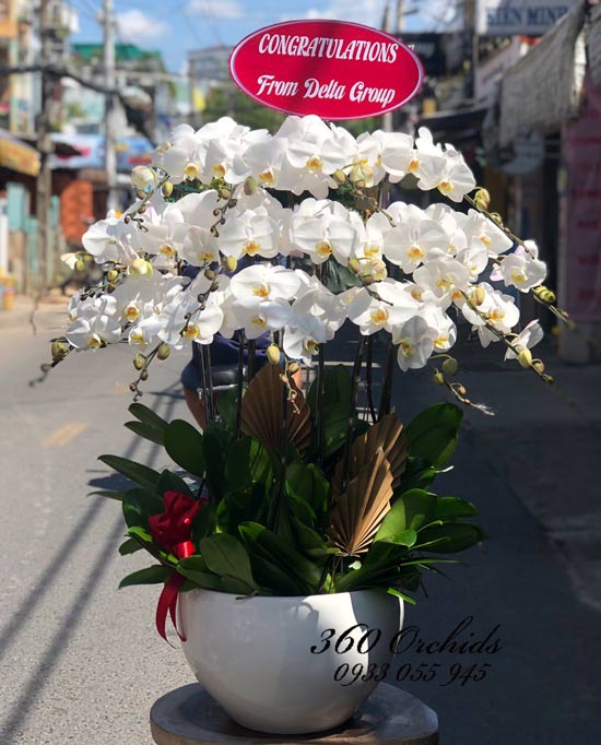 Chậu hoa lan hồ điệp - Long lanh