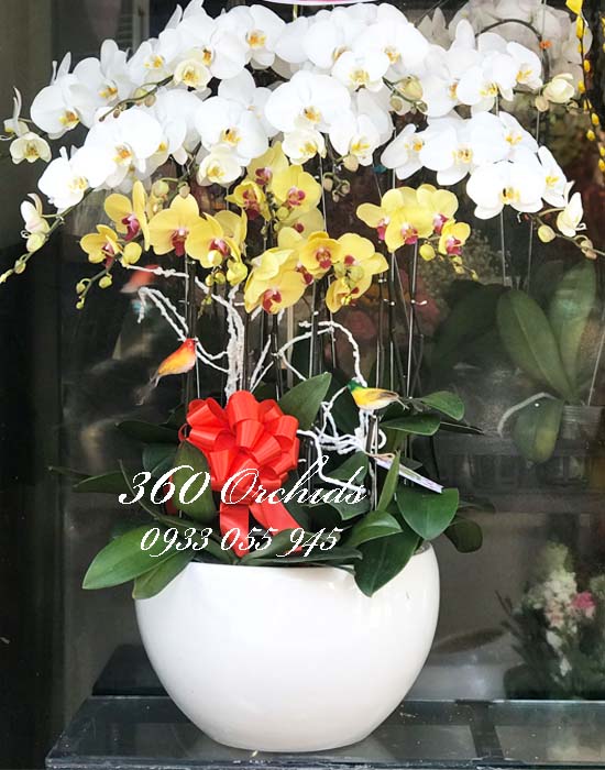 Chậu lan hồ điệp trắng vàng kết hợp - Cung chúc tân xuân