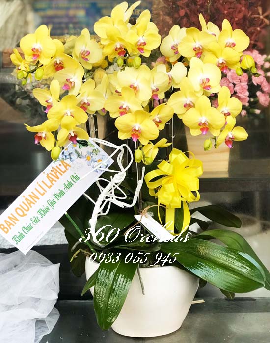 Chậu lan hồ điệp vàng - An khang hạnh phúc