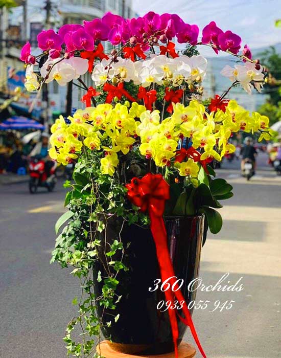 Chậu lan hồ điệp vàng kết hợp trắng tím - Vẻ đẹp vĩnh cửu