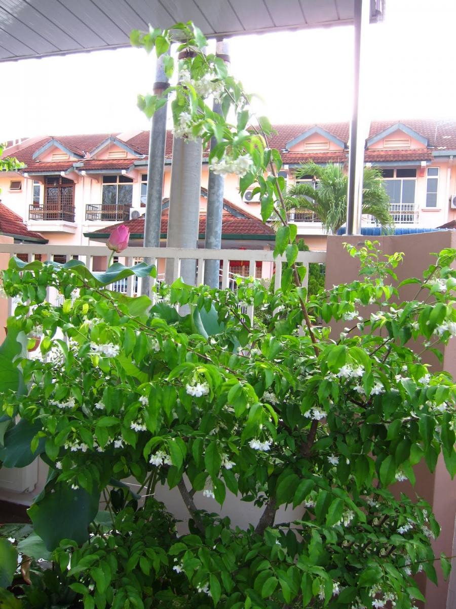 Đặc điểm cây mai chiếu thủy