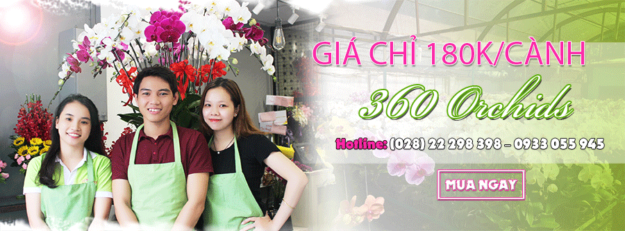 Chậu hoa lan hồ điệp mini tím để bàn văn phòng Chậu hoa lan hồ điệp mini tím để bàn văn phòng