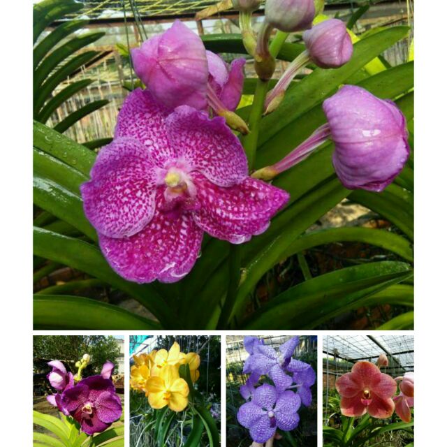 5 giống hoa lan vanda phổ biến
