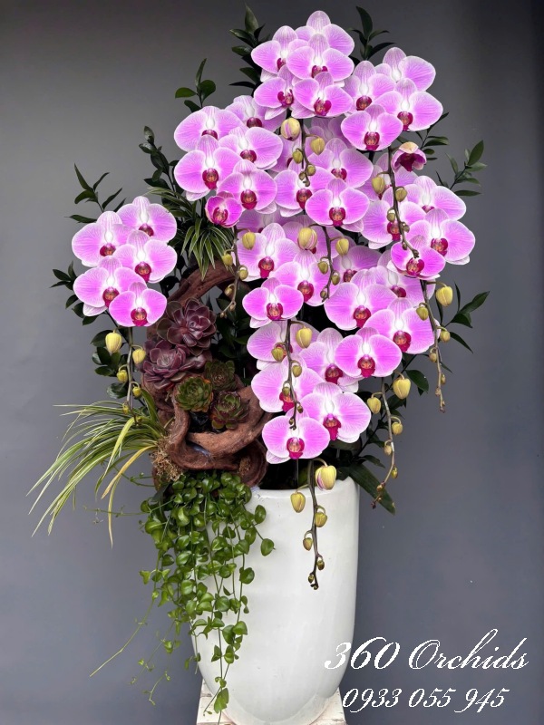 Hồ điệp Vip - Dáng ngọc thiên hương