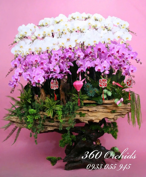 Lan hồ điệp vip ghép lũa 45 cành- Gia đạo bình an