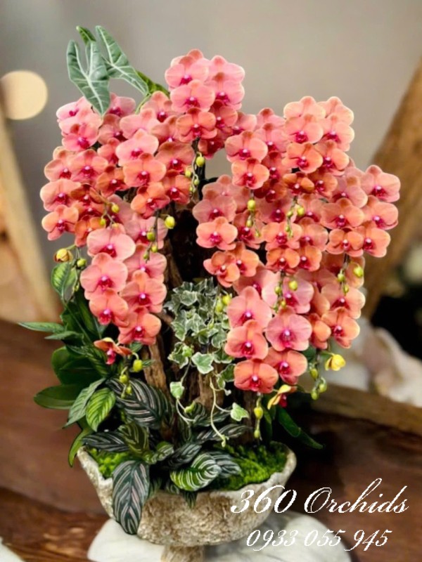 Chậu lan hồ điệp vip ghép lũa - Khoe duyên