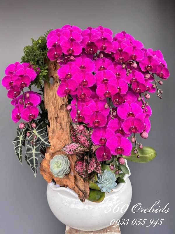 Hồ điệp Vip 12 cành - Nhịp sống mới