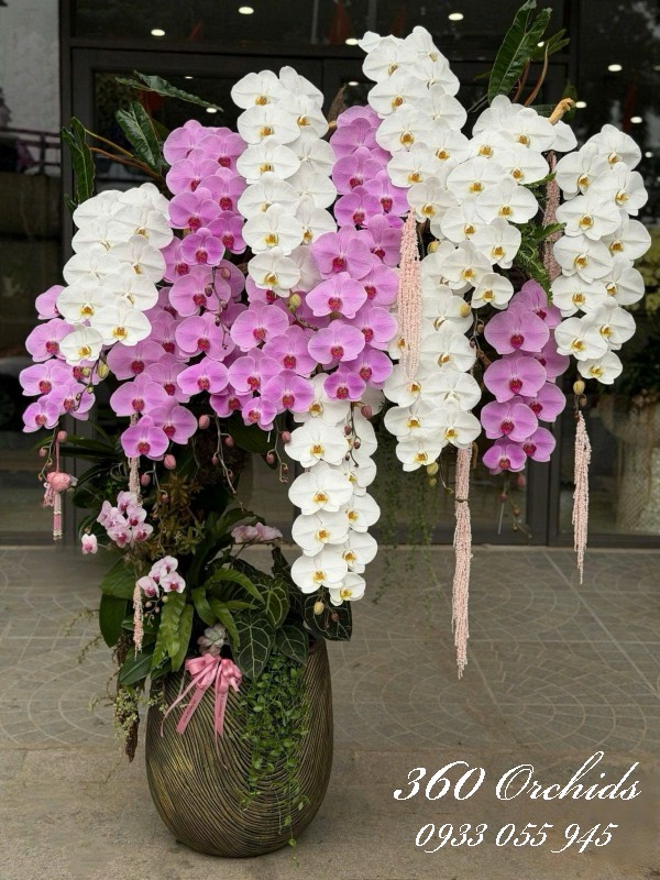 Chậu lan hồ điệp vip 15 cành - Thanh tao phú quý