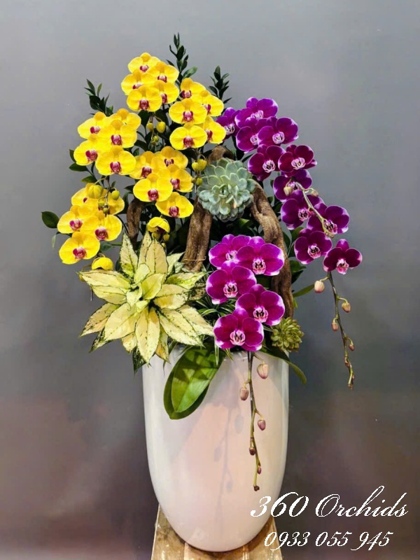 Hồ điệp vip - Tri kỷ