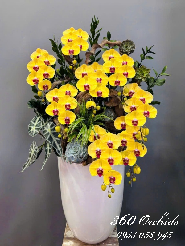 Hồ điệp vip - Vàng bạc đầy nhà