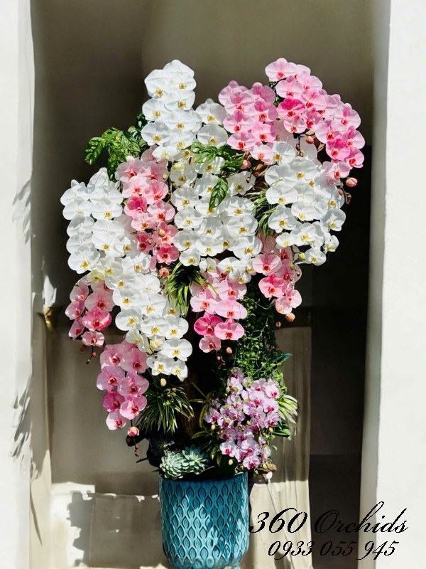 Chậu lan hồ điệp ghép lũa - Bách hoa hiền quý