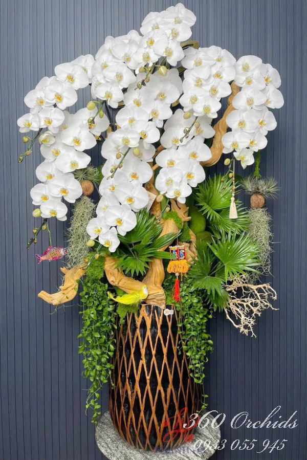 Chậu lan hồ điệp ghép lũa - Bạch long vươn cao