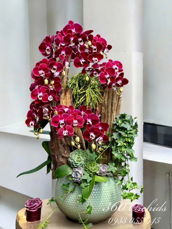 Chậu lan hồ điệp ghép lũa - Cửu long khai hội