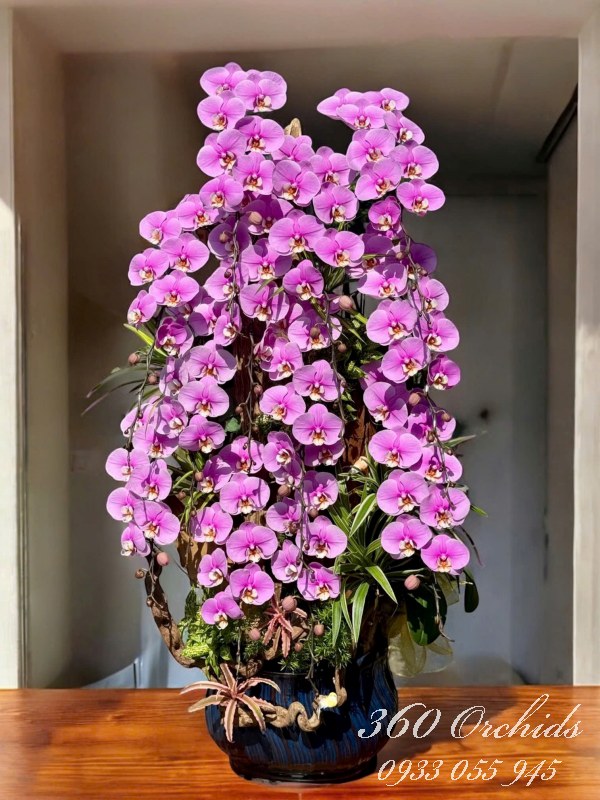 Chậu lan hồ điệp ghép lũa - Đại lộc kim hoa