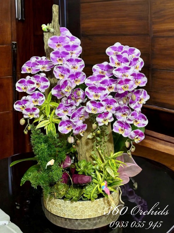 Chậu lan hồ điệp ghép lũa - Gấm tím yêu kiều