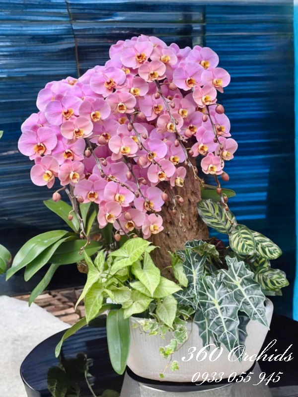 Lan hồ điệp ghép lũa - Hồng anh đào