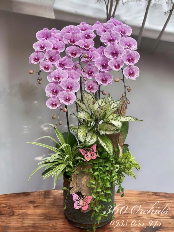 Chậu lan hồ điệp ghép lũa - Hưng thịnh phát đạt