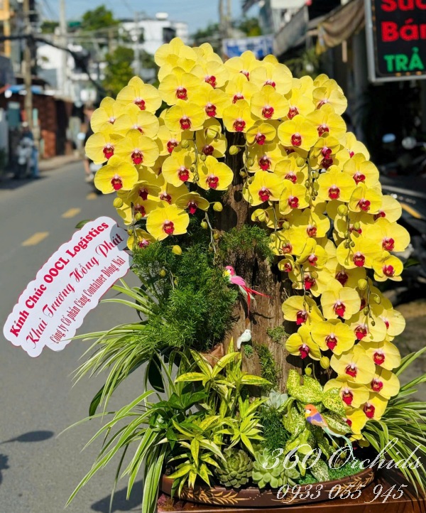 Lan hồ điệp ghép lũa - Khai xuân đại phát