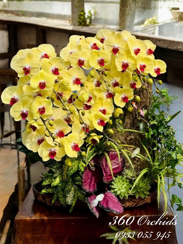 Chậu lan hồ điệp ghép lũa - Kim ngân đón lộc