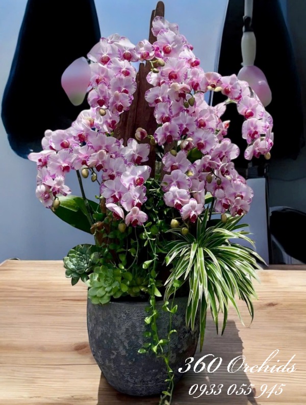 LHDGL - Thủy Lộc