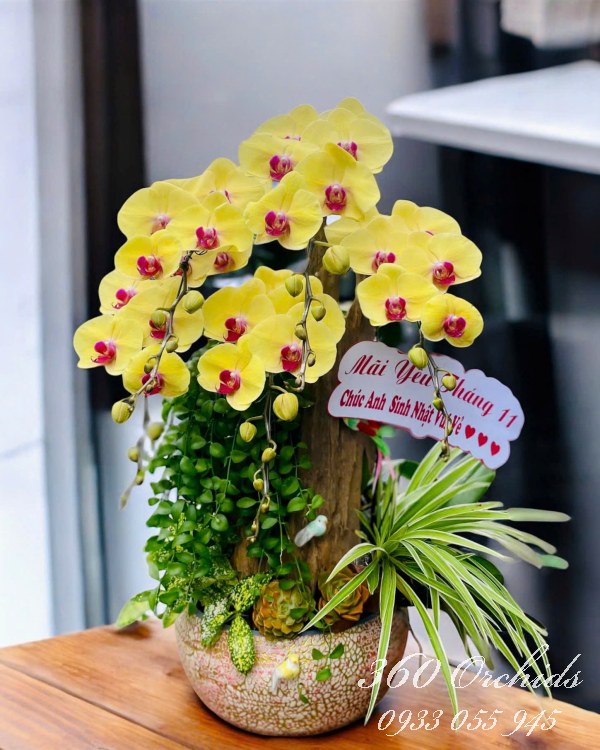 Chậu lan hồ điệp ghép lũa - Tài khí ngập tràn