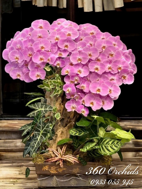 LHDGL - Thập toàn mỹ mãn