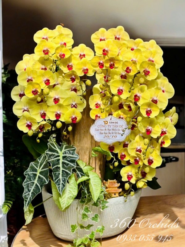 Chậu lan hồ điệp ghép lũa - Trường thọ vĩnh cửu