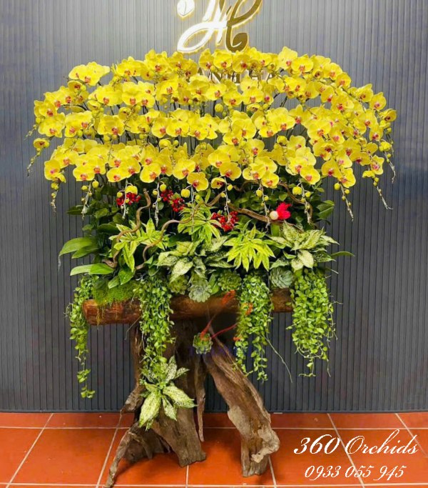 Lan hồ điệp ghép lũa - Vàng nhật quang