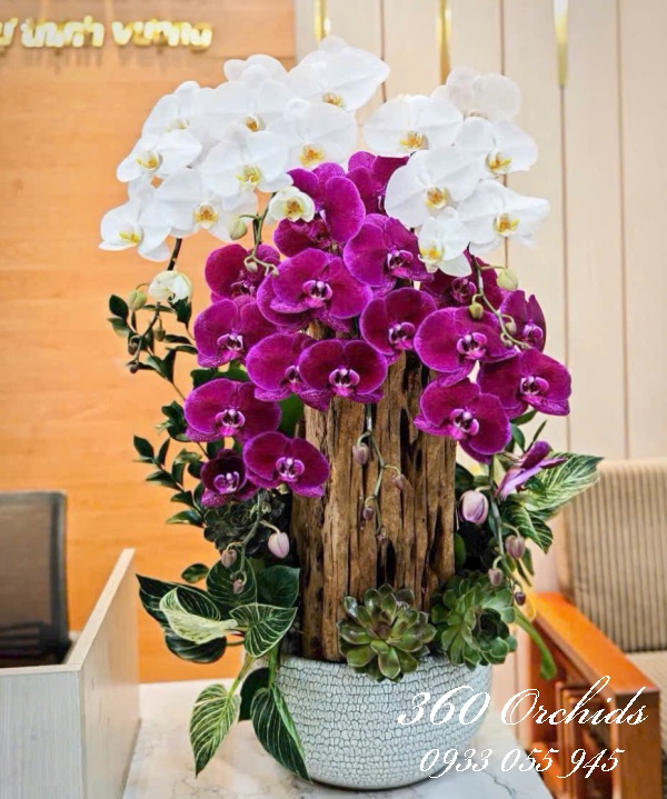 Lan hồ điệp ghép lũa - Vũ khúc song lan