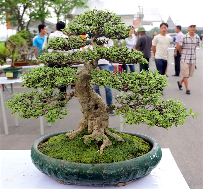 Tìm hiểu về loài hoa mai chiếu thủy