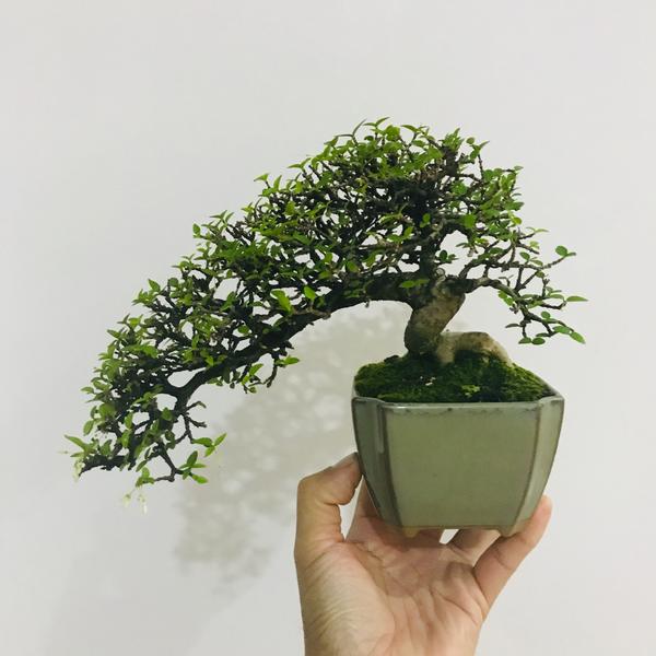 Hình ảnh chậu mai chiếu thủy mini đẹp nhất