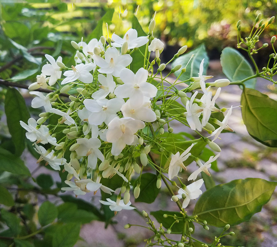 Dáng bông hoa mai chiếu thủy khi nở
