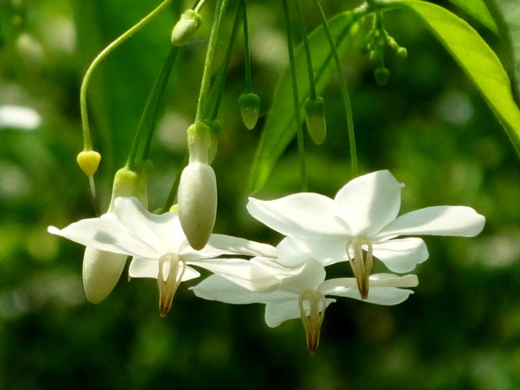 Hình ảnh bông hoa mai chiếu thủy