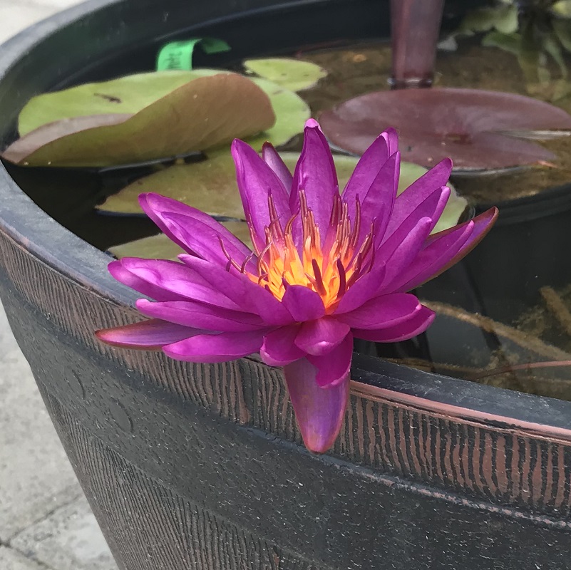Hình ảnh bông hoa súng tím trồng trong chum nước