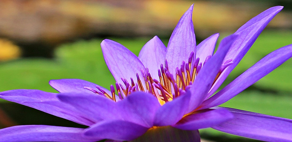 Chùm thơ hay về hoa sùng tím