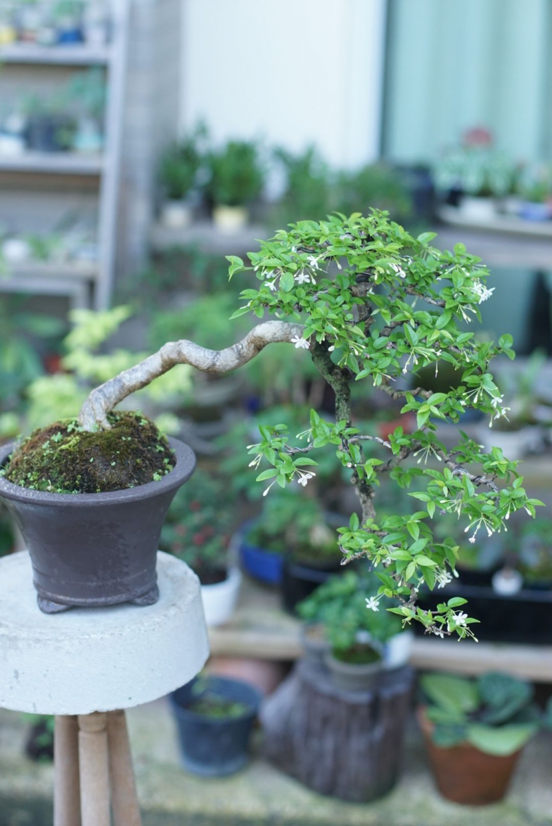 Hình ảnh chậu mai chiếu thủy độc lạ