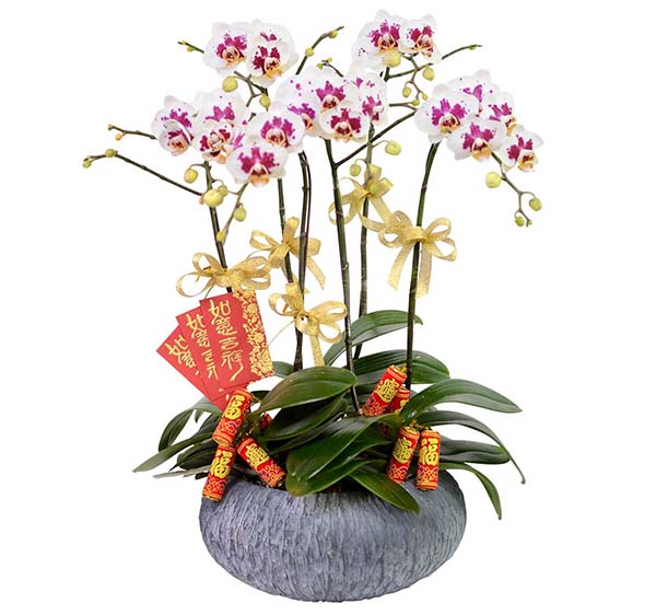 Chậu hoa lan hồ điệp mừng tết 
