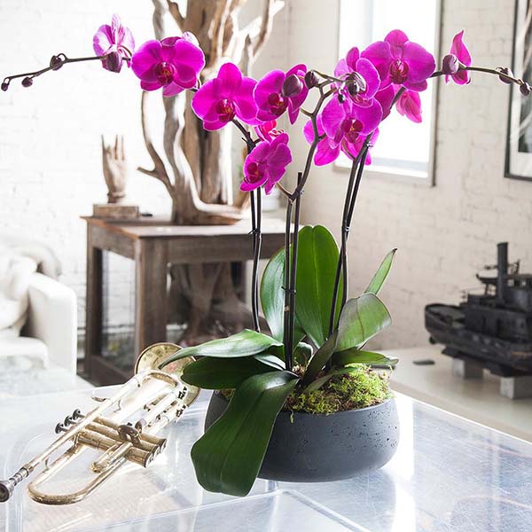 Chậu lan hồ điệp tím tết để phòng làm việc