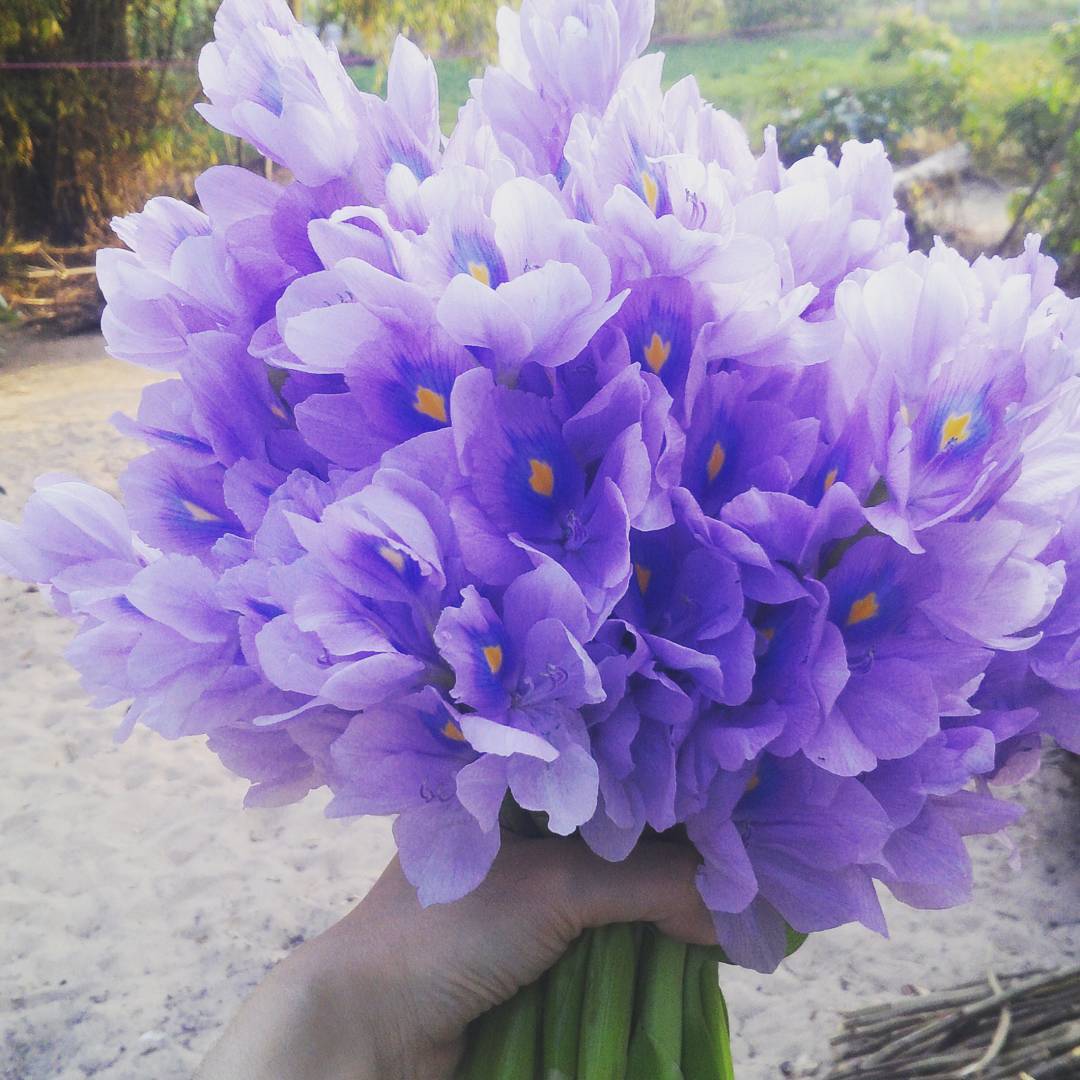 Hoa lục bình với màu tím thủy chung