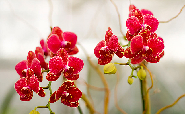 Ý nghĩa hoa lan hồ điệp đỏ