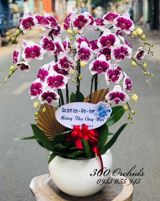 Chậu lan hồ điệp tím đột biến - Đa phú quý