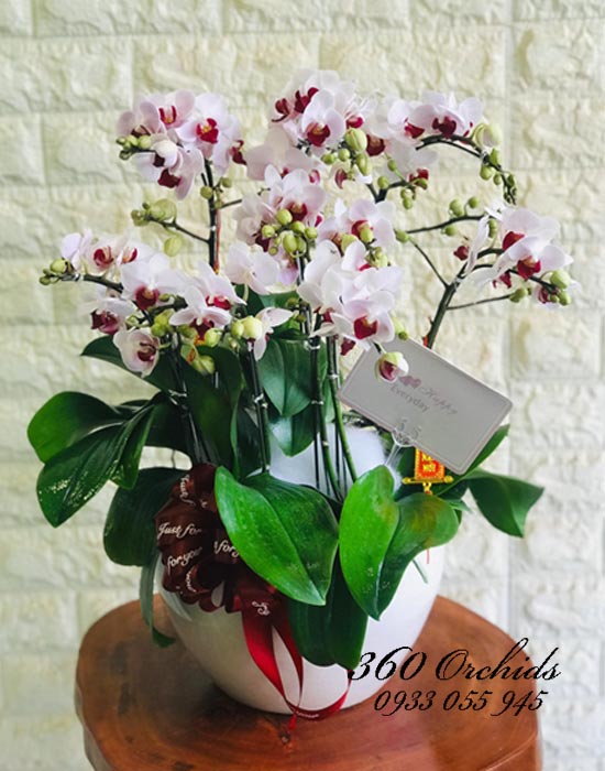 Chậu lan hồ điệp mini - Hạnh phúc hân hoan