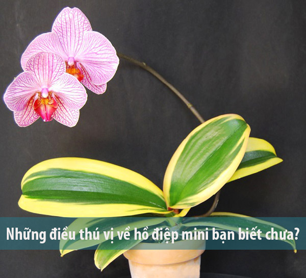 Chậu lan hồ điệp mini hồng