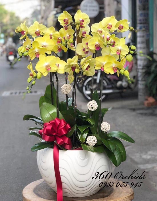 Chậu lan hồ điệp vàng - Tươi đẹp