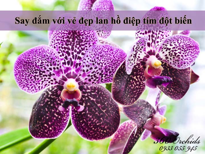 Chậu lan hồ điệp đột biến