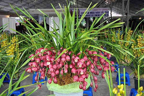Chậu hoa địa lan santo đẹp phù hợp làm quà tặng đối tác