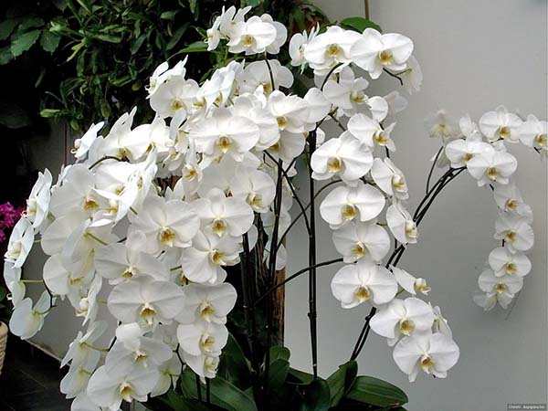 Những cành lan hồ điệp trắng ngày tết